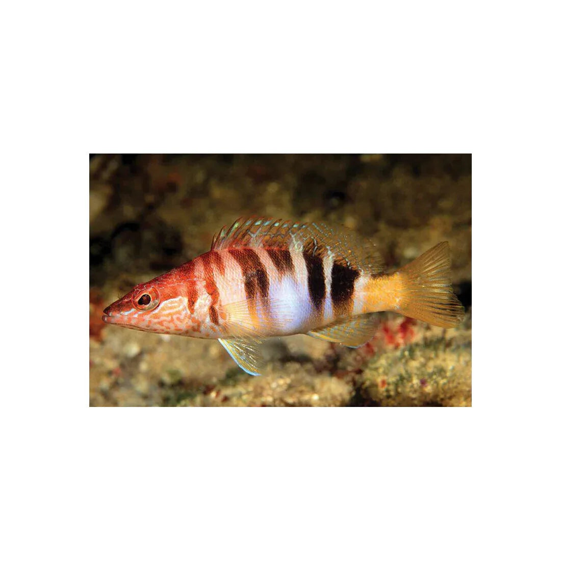 ΚΑΛΑΜΑΡΙΕΡΕΣ DTD WEAK FISH OITA - Darivianakis fishing Store
