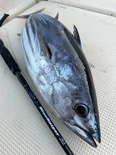 YAMAGA BLANKS BLUE SNIPER SHORE JIGGING 97MMH PE4 100G L2.95M - Darivianakis fishing Store
