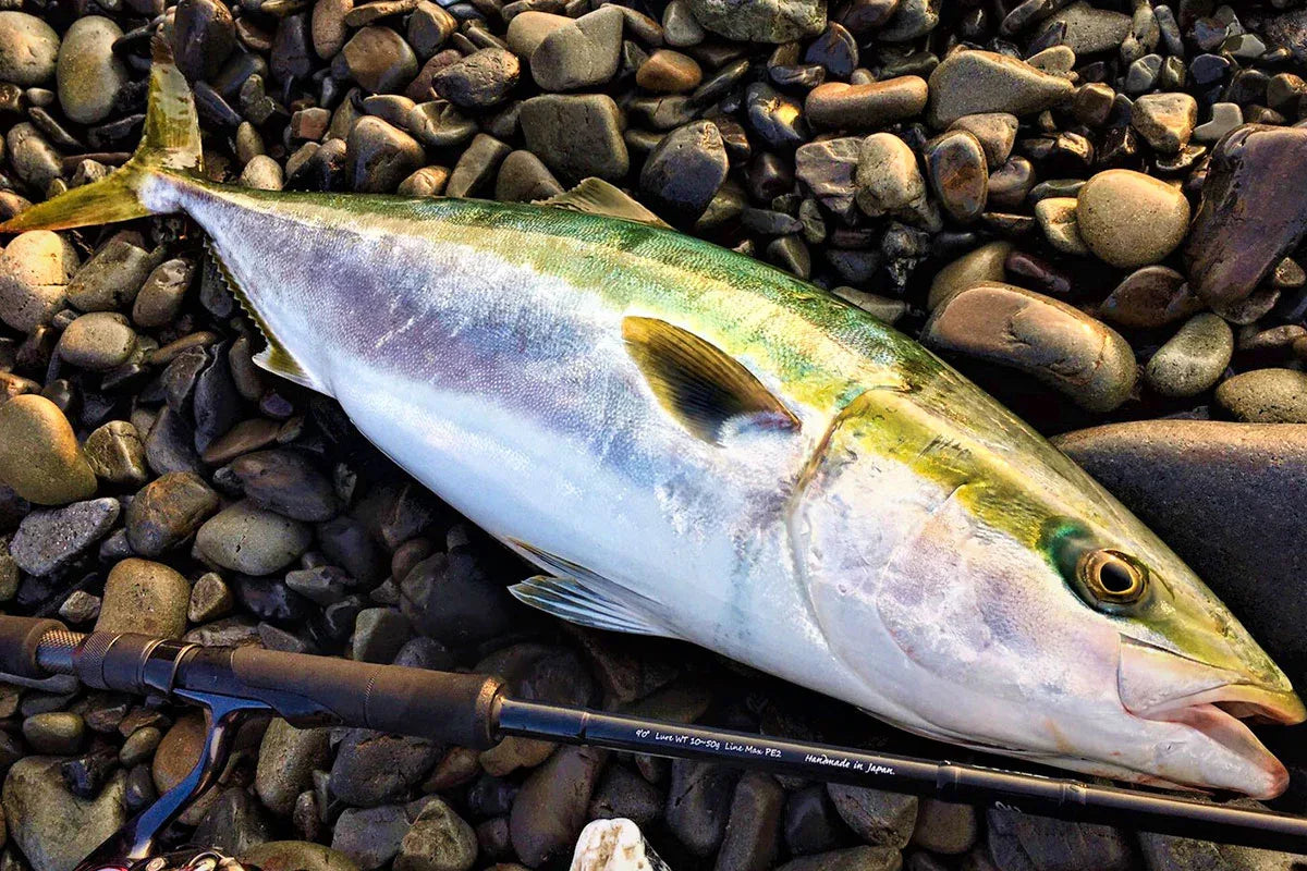 ZENAQ PLAISIR ANSWER PA90 JAW BREAKER 10-50G L2.74M - Darivianakis fishing Store